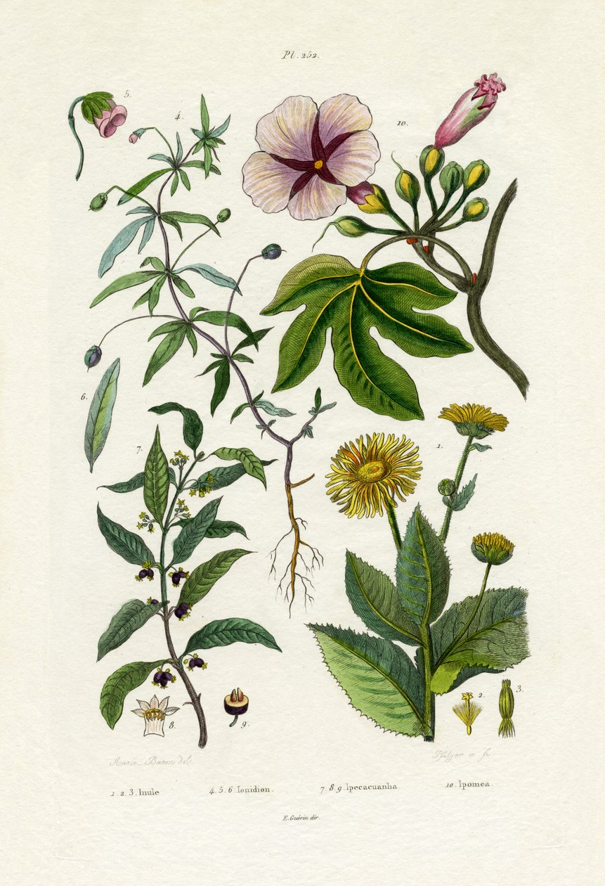 Girasol silvestre de French School