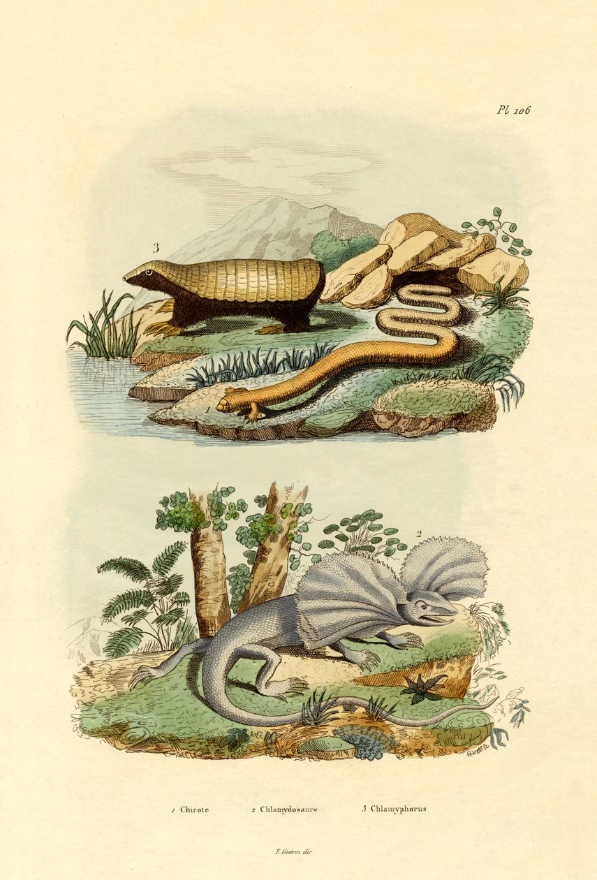Lagarto Gusano de French School
