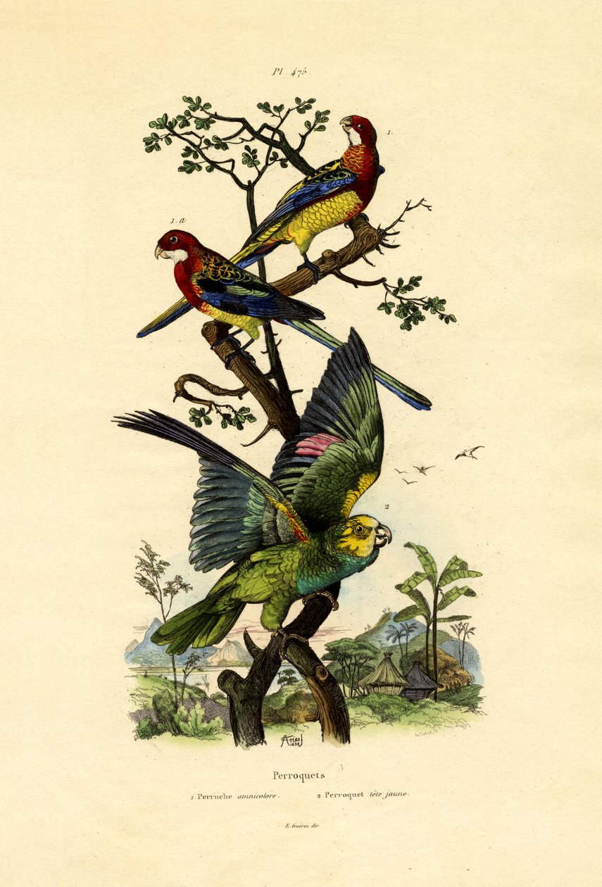 Loro de Cabeza Amarilla de French School