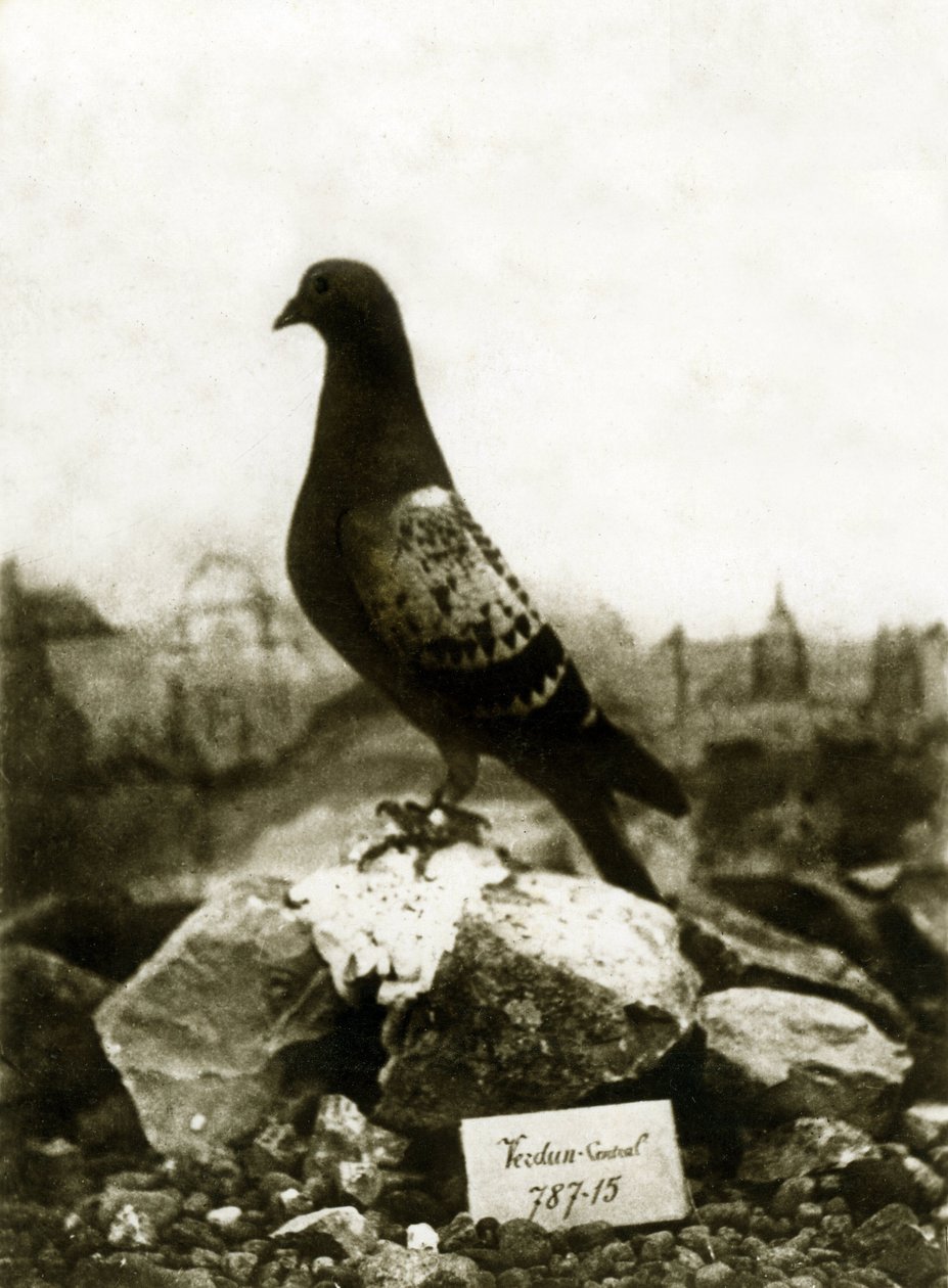 Animales durante la Primera Guerra Mundial 1914-1918: El famoso Vaillant Vaillant paloma de French Photographer