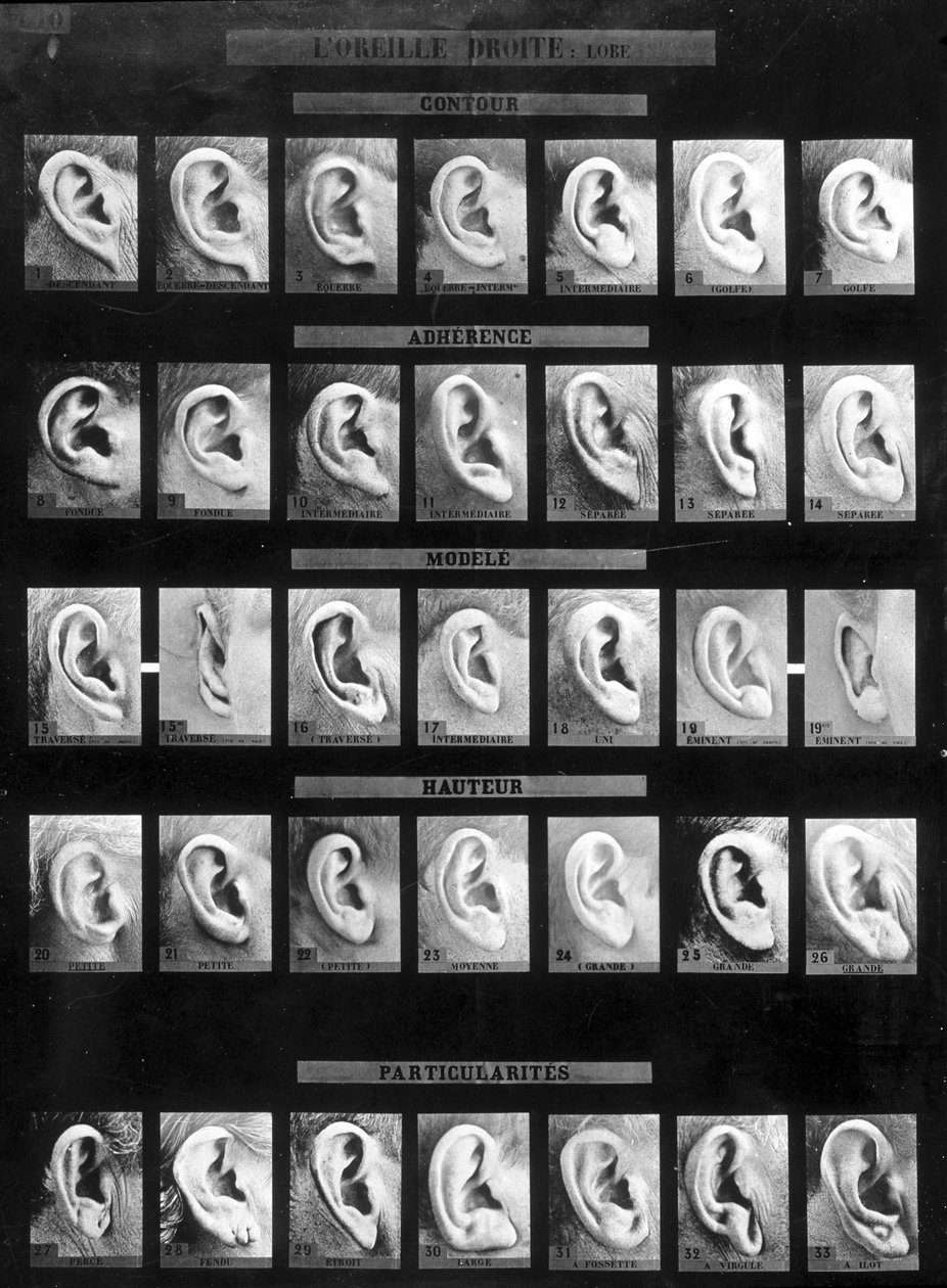 Clasificación antropométrica e identificación del sistema Bertillon: comparación de diferentes tipos de orejas rectas (lóbulo). sd. Finales del siglo XIX de French Photographer
