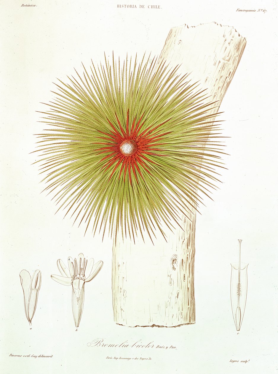Una Bromelia encontrada en los Andes, de 