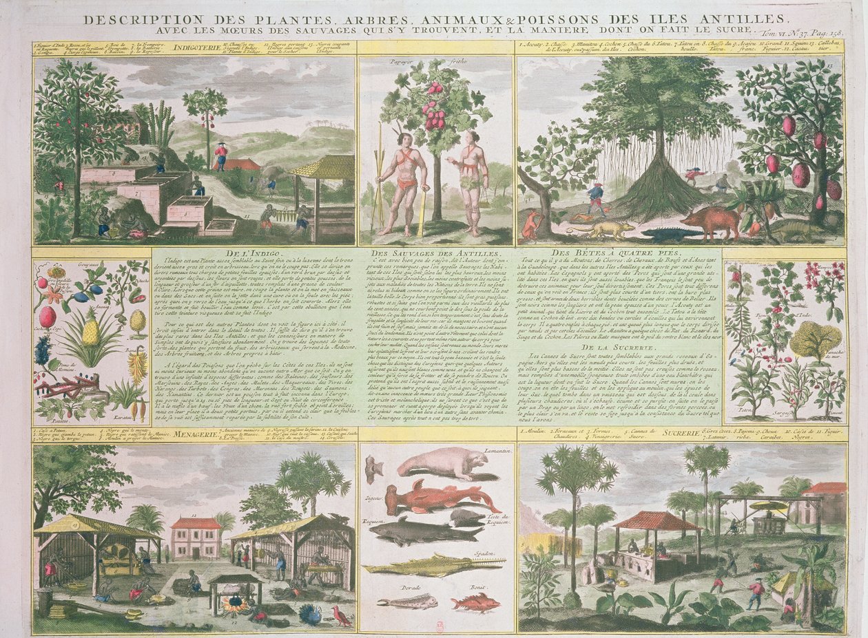 Descripción de plantas, árboles, animales y peces encontrados en las Antillas, ilustración de Histoire Generale des Antilles Habitees par les Francois Vol. 2 por Jean Baptiste Du Tertre (1610-1687) de French School
