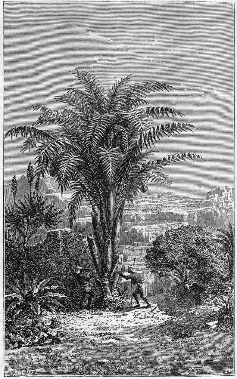 Un Gagouier de Guinea es una palmera de la tribu de los calamees. Es indispensable para la vida porque da a los africanos pan y vino. Grabado en "le journal de la jeunesse" de French School