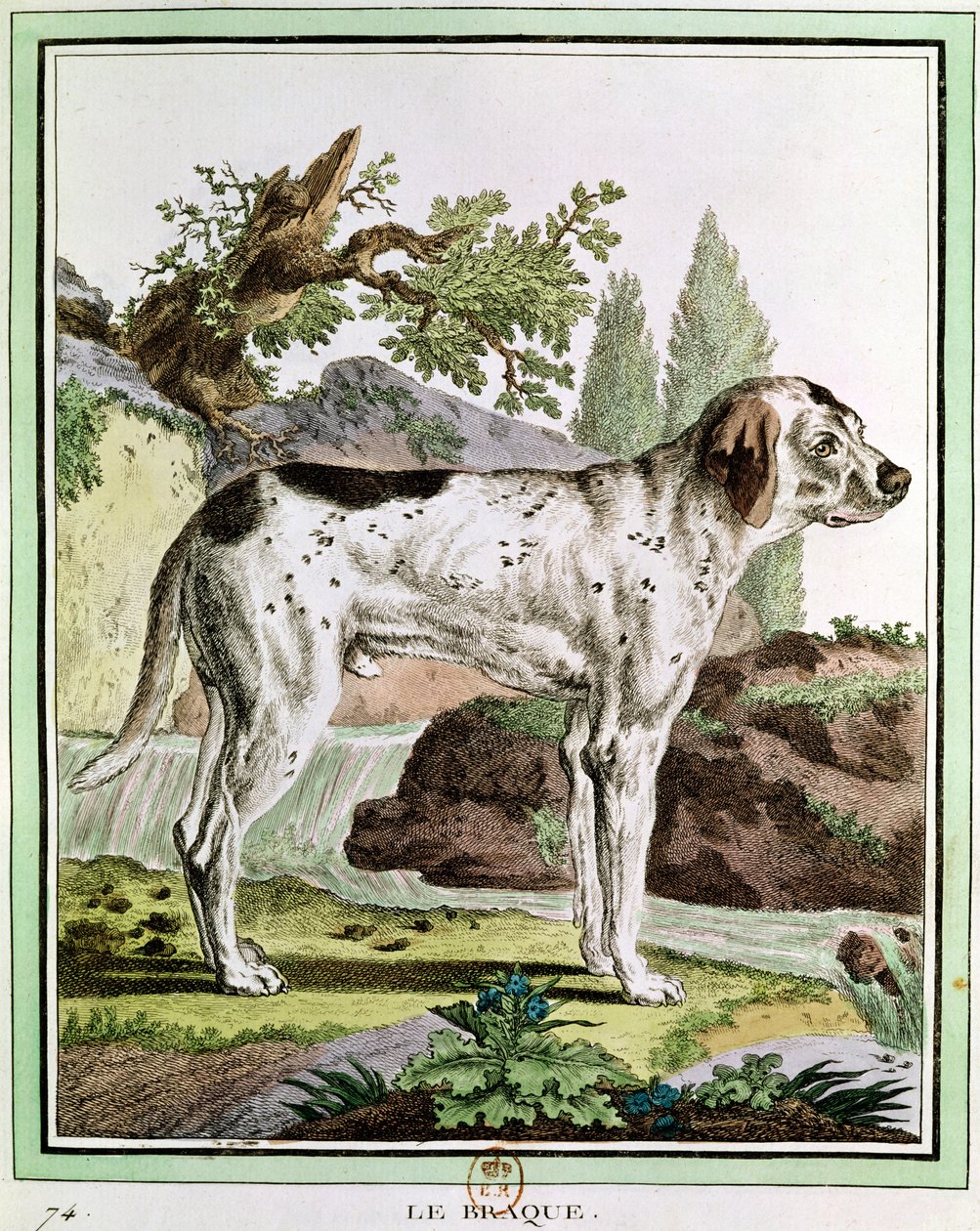 Un puntero, ilustración de Histoire Naturelle de Georges Louis Leclerc (1707-88) Conde de Buffon, 1749-1804 de French School