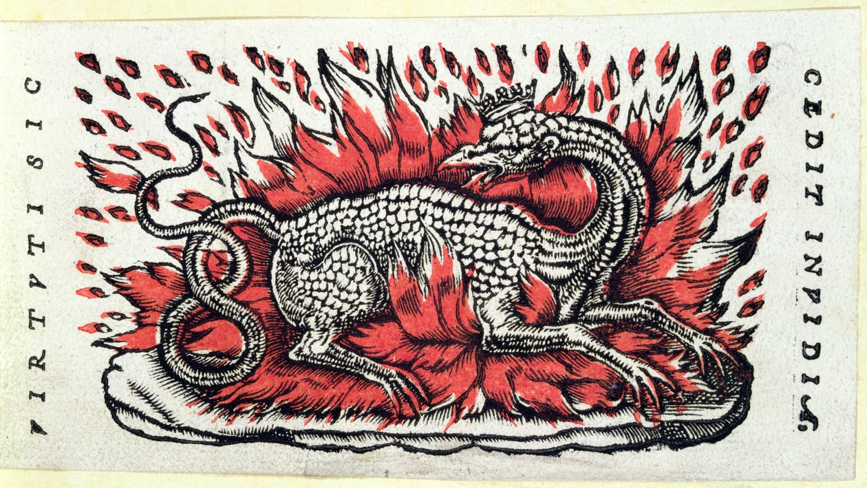 Una Salamandra, primera mitad del siglo XVI de French School