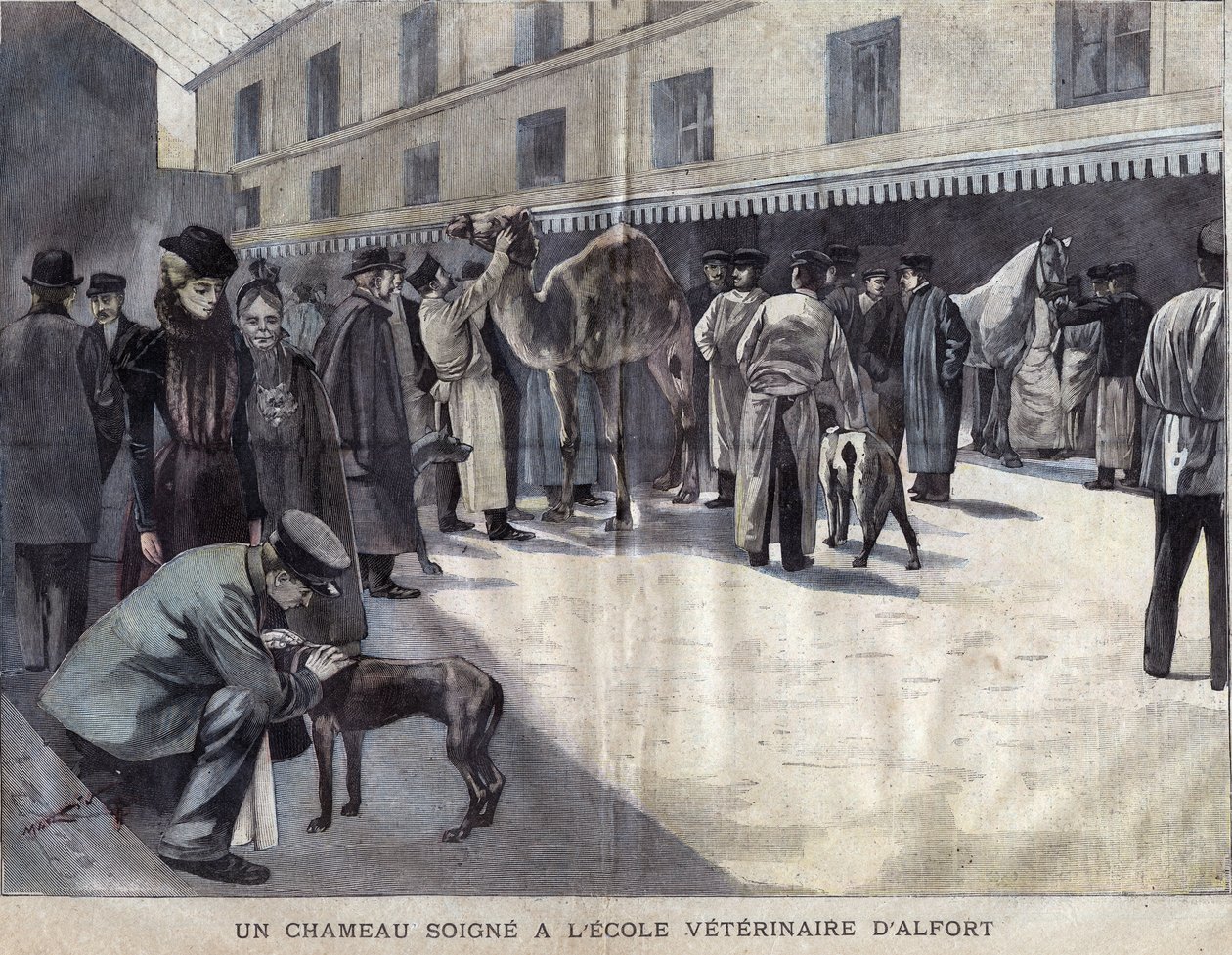 Un camello se cura en la Escuela Veterinaria de Maison-Alfort. Ilustración de 1899 en 