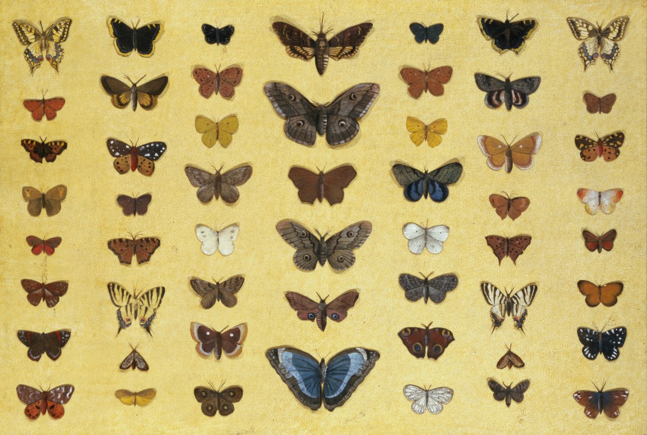 Un collage de mariposas y polillas incluyendo la Camberwell Beauty, la Swallowtail británica, la Swallowtail escasa, el Pavo Real y la Small Tortoiseshell, c.1830 de French School