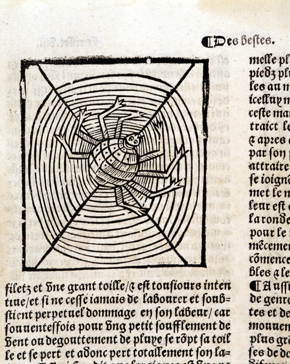 Una araña en su telaraña en “Le Jardin de santé traducido del latín al francés recién impreso en París” de French School