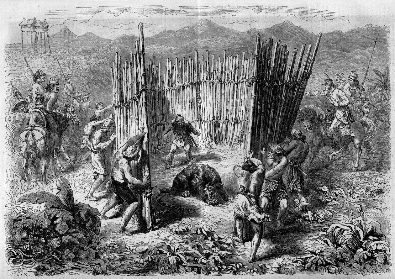 Caza de tigres en la isla de Java en 1862. Grabado en "Le Monde Illustré" n°251 del 1 de febrero de 1862. de French School