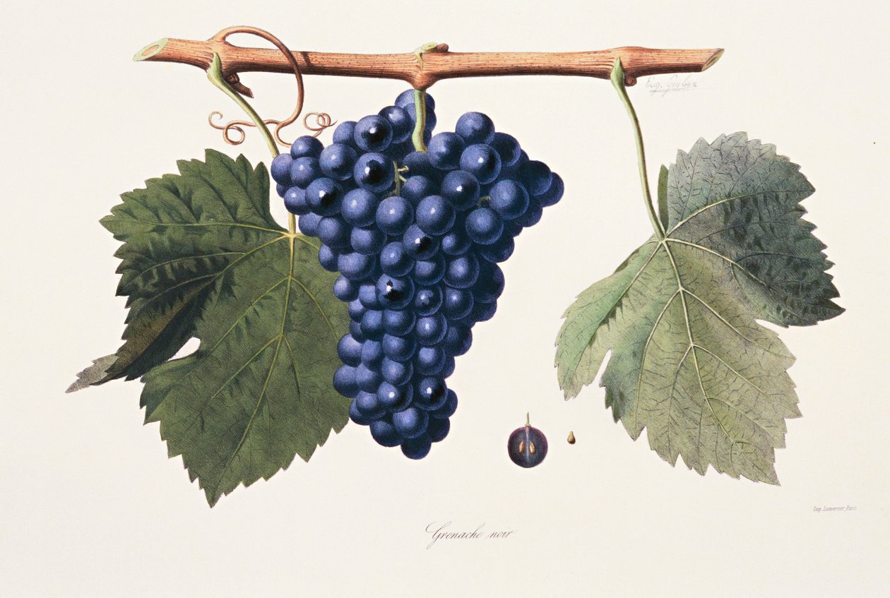 Ampelografía, Uva Garnacha Cotes du Rhone de French School