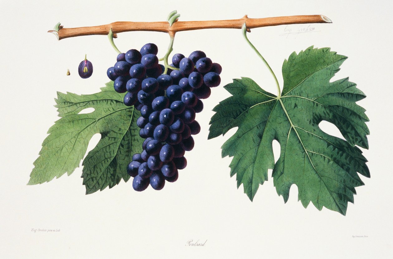 Ampelografía, Uva Poulsard Jura de French School