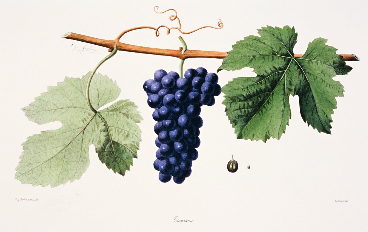 Ampelografía, Ajuar de uva Jura de French School