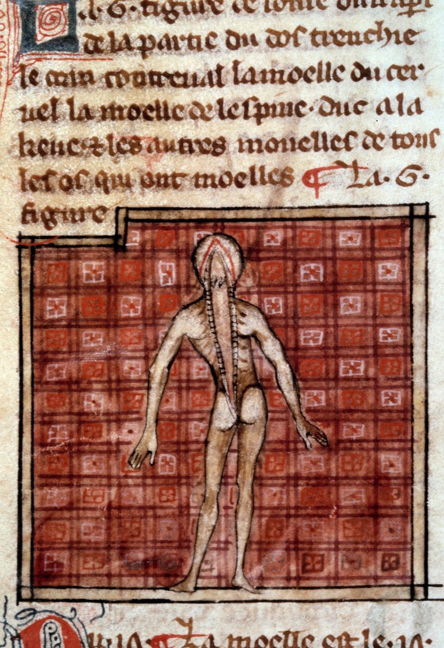 Figura anatómica: piel, espalda abierta, mostrando el cerebro y la médula espinal. Miniatura del manuscrito “Cirugía” (Folio 12) escrito por Henri de Mondeville (cirujano de Philippe Le Bel, profesor de anatomía) de French School