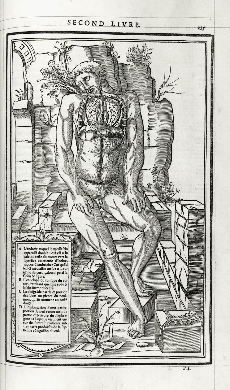 Ilustración anatómica, 1546 de French School