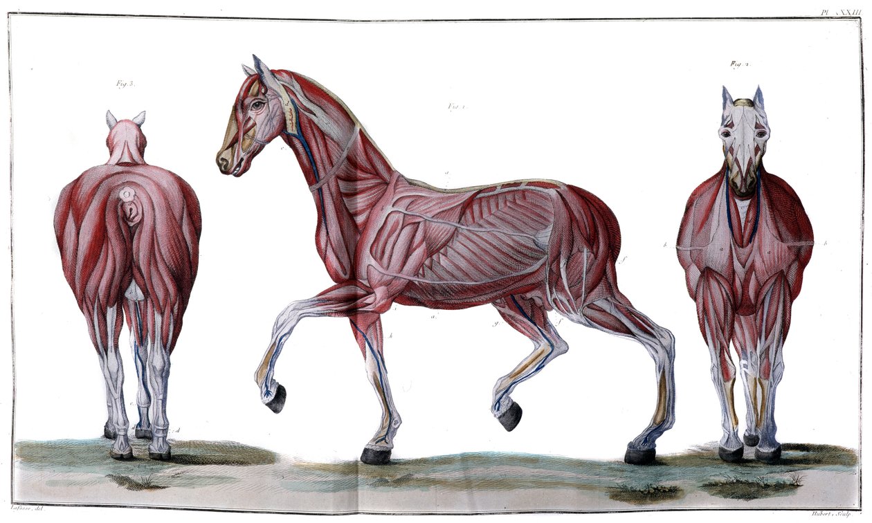 Anatomía del caballo: piel, cara y perfil - "Curso de hippiatría, tratado completo de medicina equina" por P. E Lafosse de French School