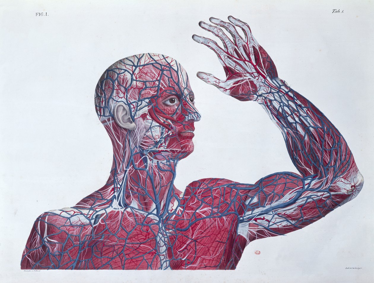 Anatomía de la cabeza y el brazo humanos, de un libro de anatomía por Francesco Antommarchi (1789-1838) grabado por Mascagni, c.1820 de French School
