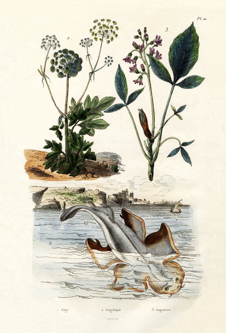 Tiburón ángel, 1833-39 de French School
