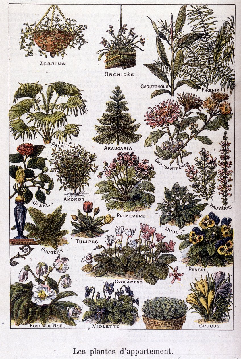 Plantas de apartamento, 02/02/1901 (grabado) de French School