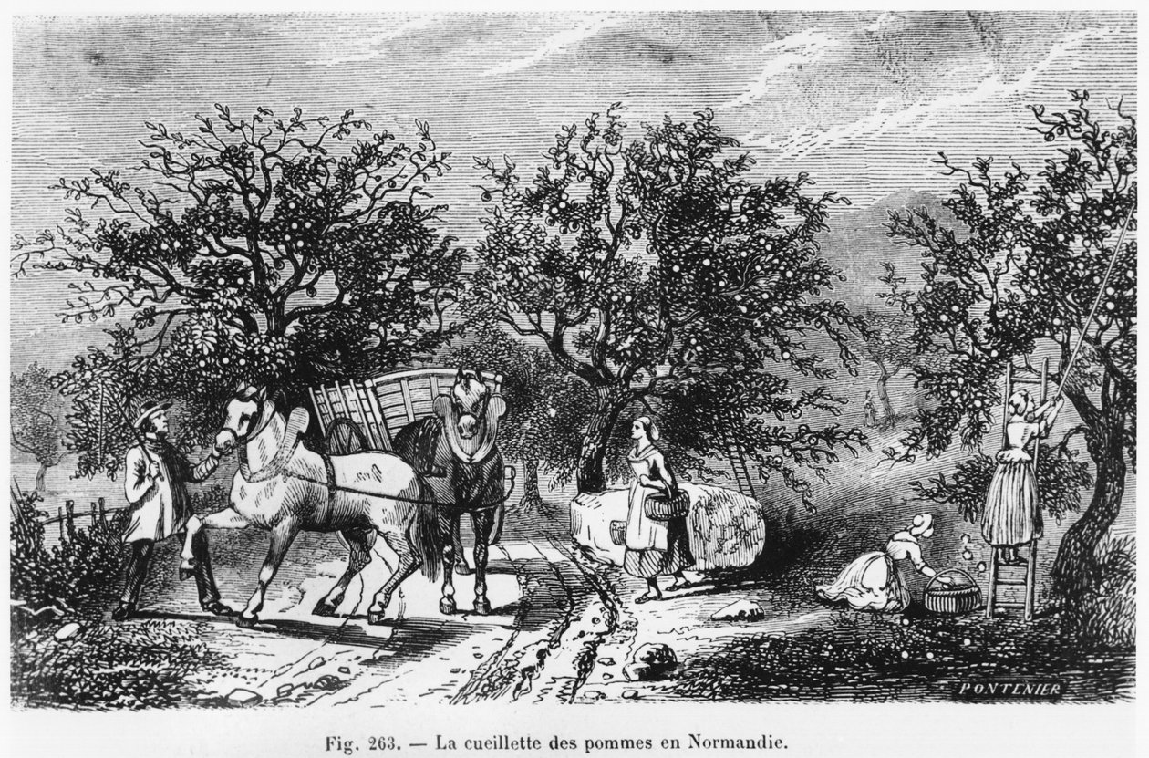 Recolección de manzanas en Normandía de French School