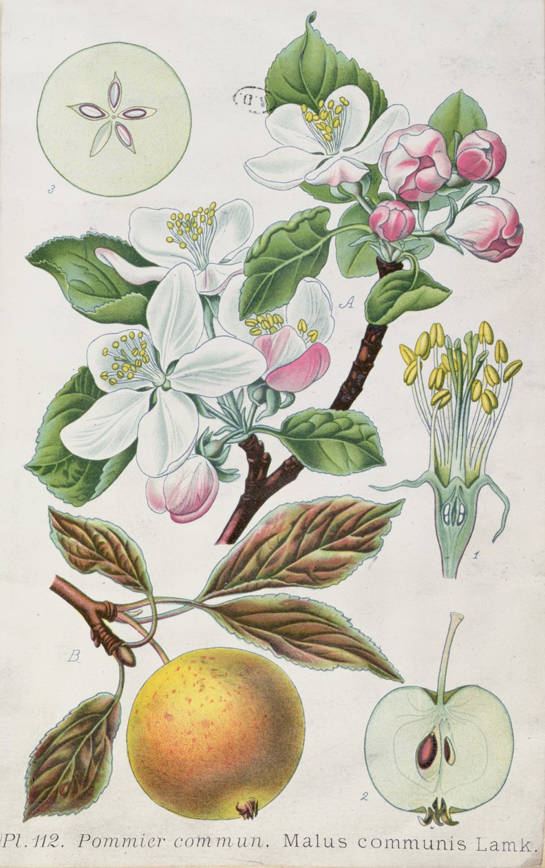 Manzano (Malus Communis) de French School