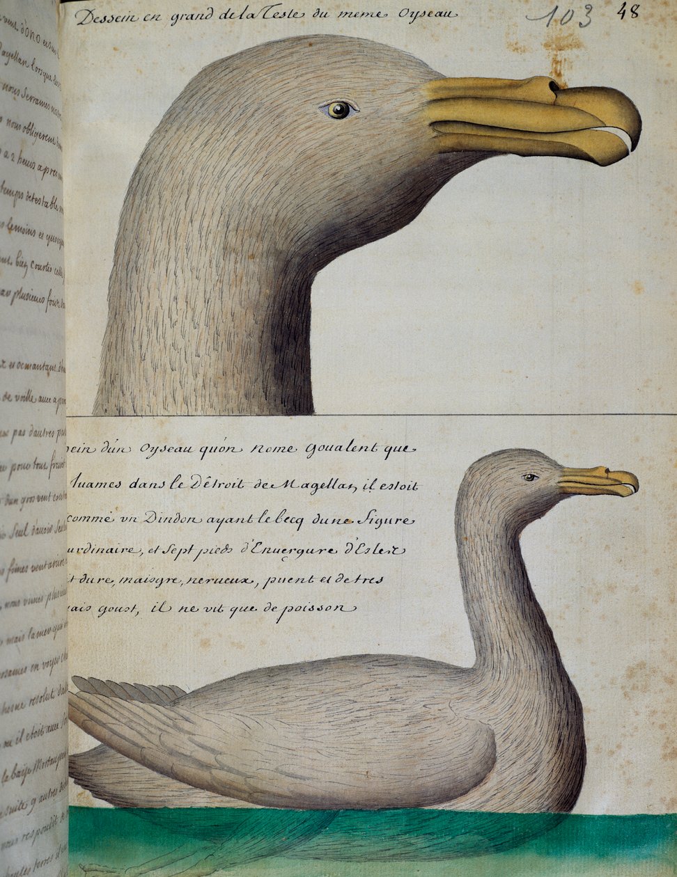 Ave del Estrecho de Magallanes, acuarela del libro de bitácora de Jacques Gouin de Beauchesne (1652-1730), capitán de la Compagnie royale de la Mer du Sud, de 1698 a 1701, Francia de French School