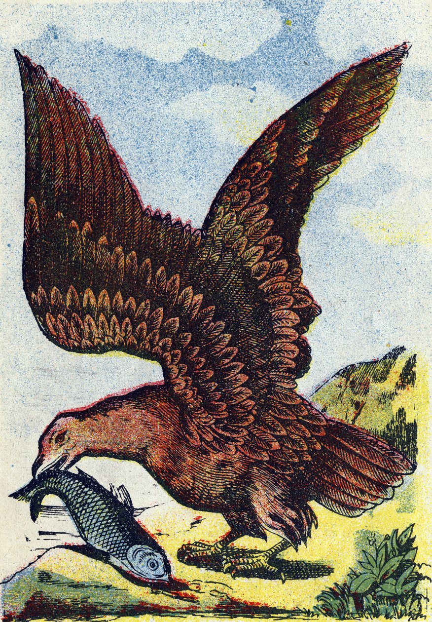 Ave rapaz . Grabado en "Alphabet des oiseaux"". Imaginería de Pont-a-Mousson, Marcel y/o Louis Vagne, Impresor-Editor, finales del siglo XIX. 16 páginas. Dim: 20,5 x 14 cm de French School