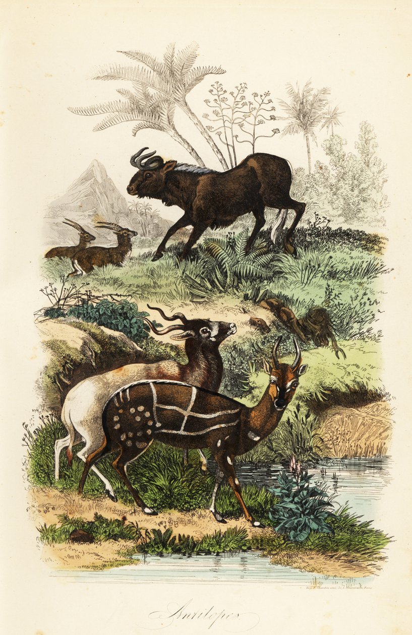 Ñu negro, Connochaetes gnou, addax críticamente en peligro o antílope de cuernos en espiral, Addax nasomaculatus, y antílope de monte o kewel, Tragelaphus scriptus de French School