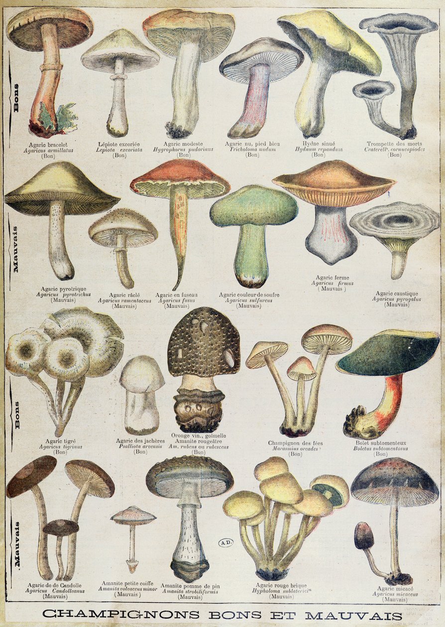 Placa botánica que representa "Setas buenas y malas", c.1900 (litografía en color) de French School