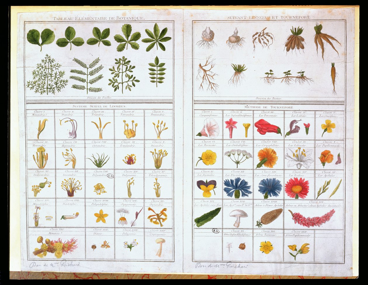 Tabla botánica después de Carl von Linne (1707-78) y después de Joseph Pitton de Tournefort (1656-1708), finales del siglo XVIII de French School