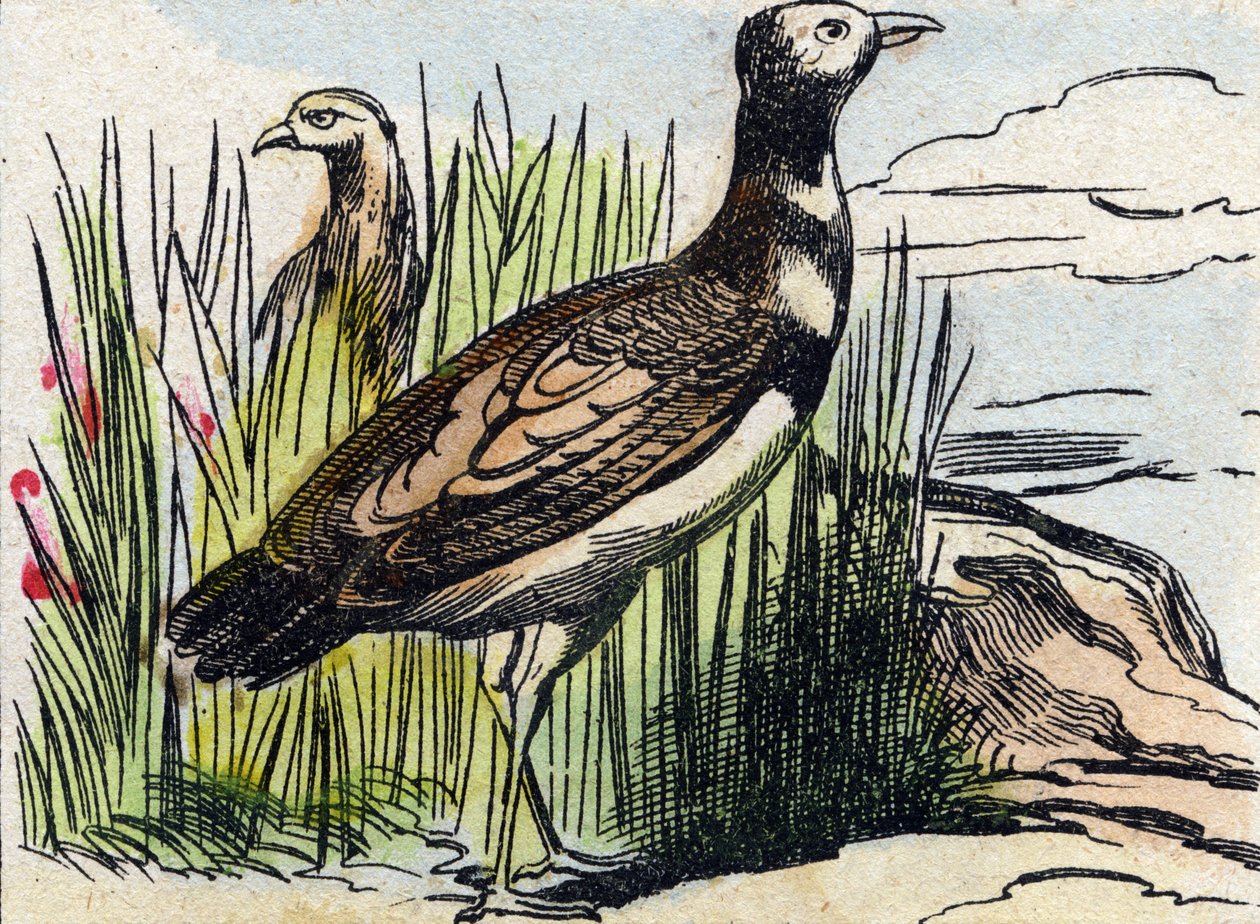 Avutarda. Grabado en "Buffon Alphabet des Oiseaux n 1". 3ª Serie N 1. Imágenes de Epinal, Epinal, finales del siglo XIX. 16 páginas. de French School