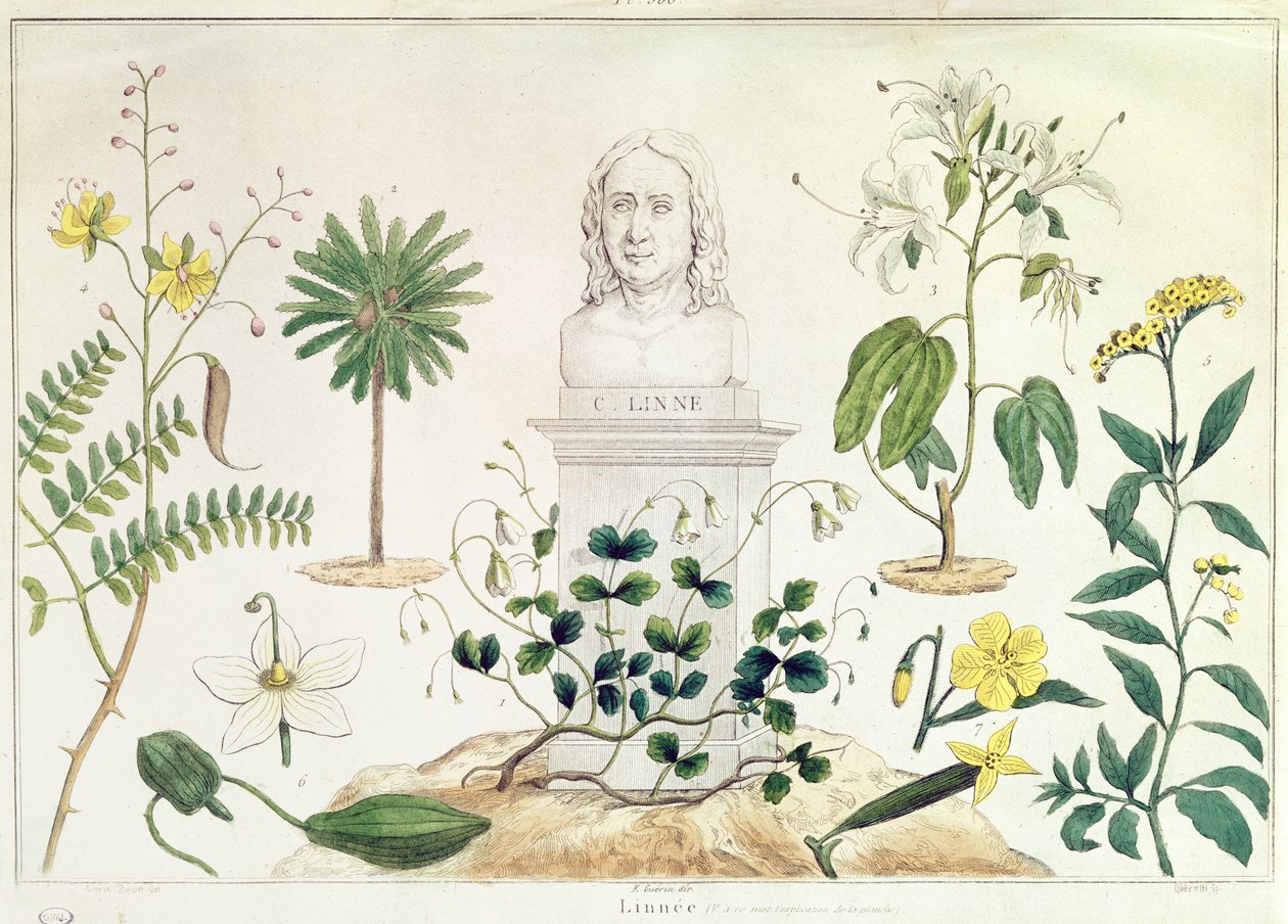 Carolus Linnaeus (1707-78) rodeado de algunas de las plantas que clasificó de French School