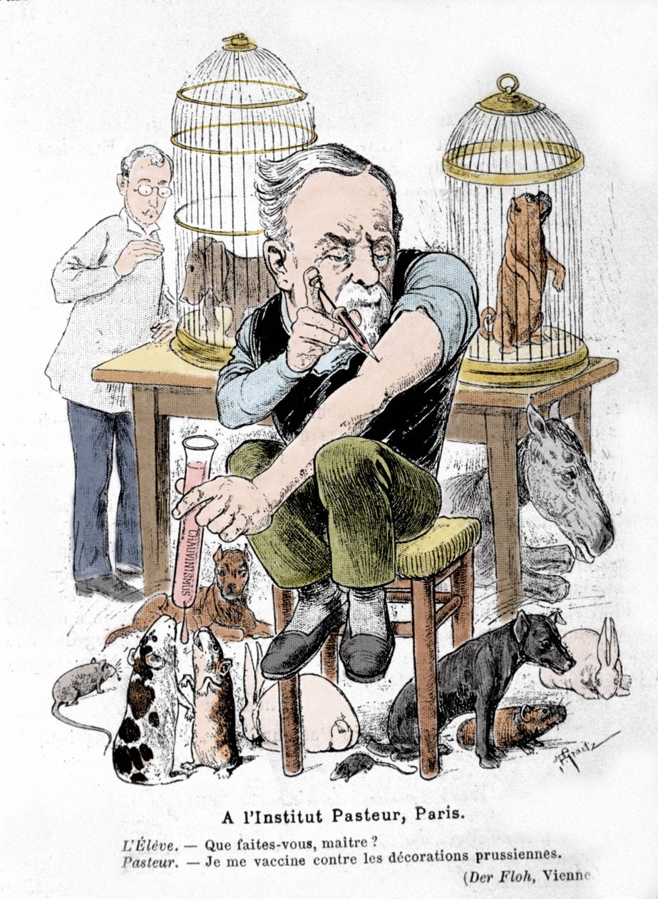 Representación en caricatura del científico Louis Pasteur, inventor de la vacuna contra la rabia, vacunándose contra las condecoraciones prusianas. Publicado en “Der Floh” de French School