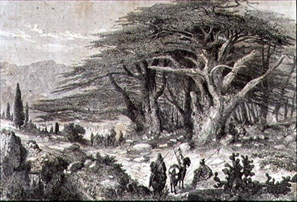 Cedros en el Líbano de French School