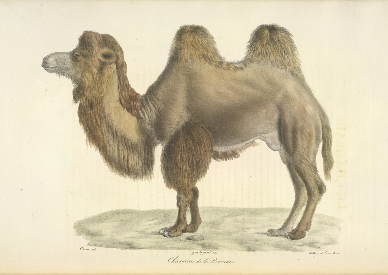 Camello bactriano, camello bactriano, de la historia natural de los mamíferos (litografia en color) de French School