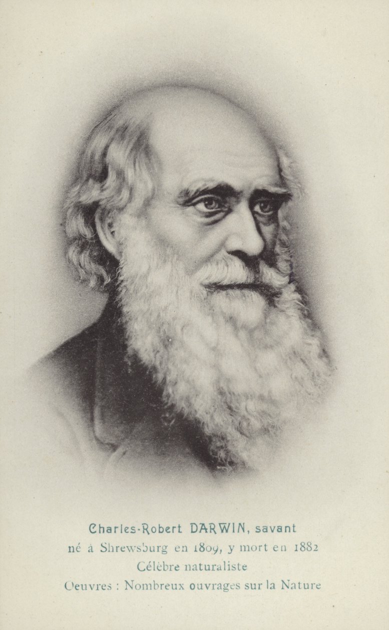 Charles Darwin (1809-1882), naturalista inglés (litografía) de French School