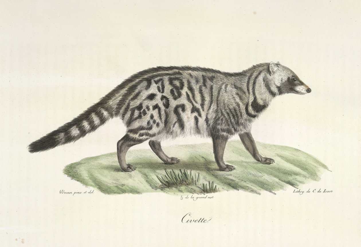 Civeta, de Historia natural de los mamíferos (litografia en color) de French School