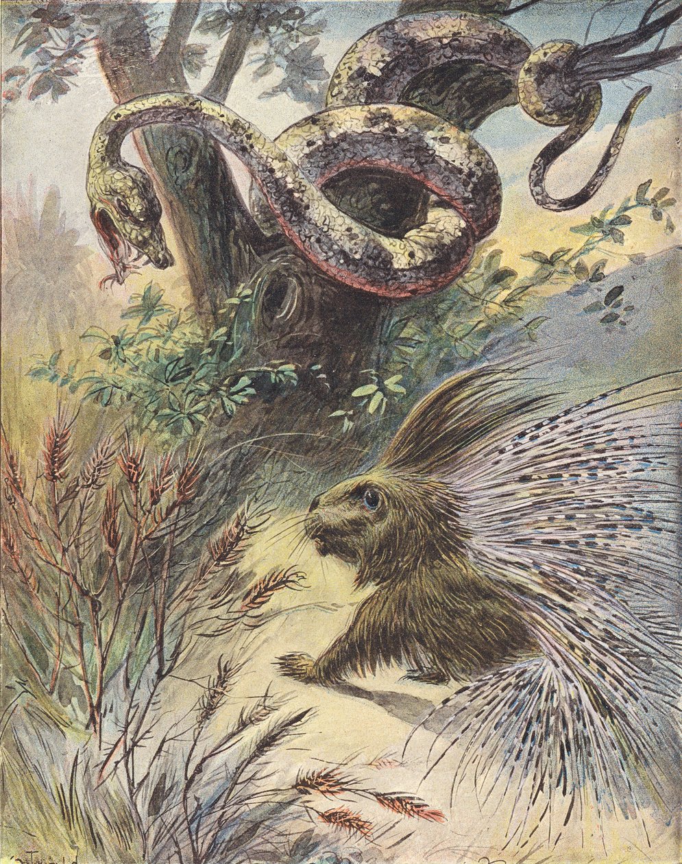 Enfrentamiento entre una serpiente y un puercoespín (litografía en color) de French School