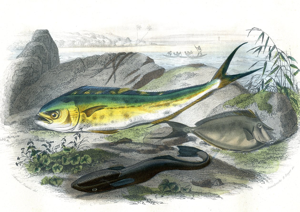 Coryphene Hippurus (besugo corifeno, pez camaleón) - En bas: echeneis remora et le nason licornet - Lámina extraída de la Historia Natural de Bernard Germain de Lacepede (1856-1925), edición P.Furme, París de French School