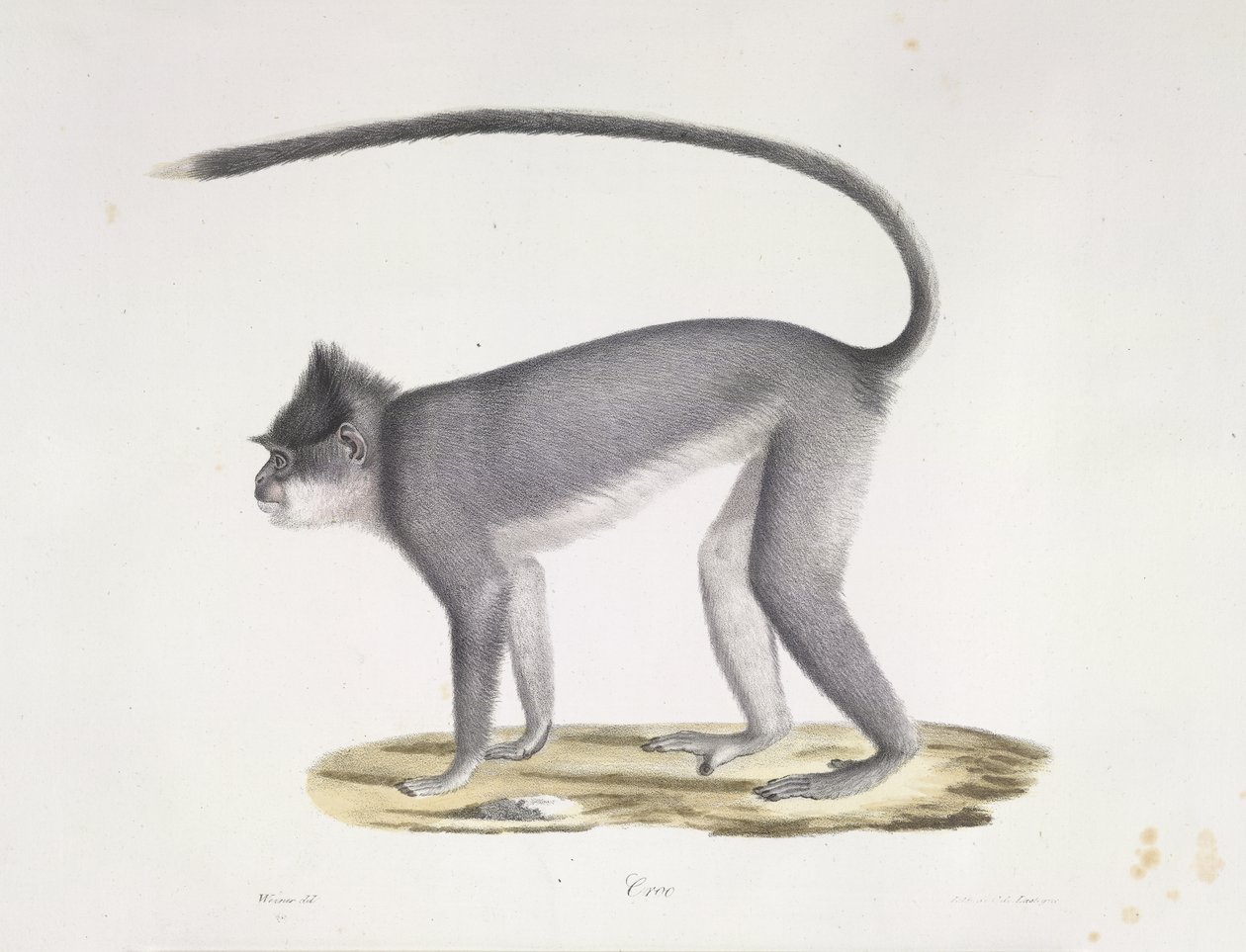 Croo. Un mono, de Historia natural de los mamíferos (litografia en color) de French School