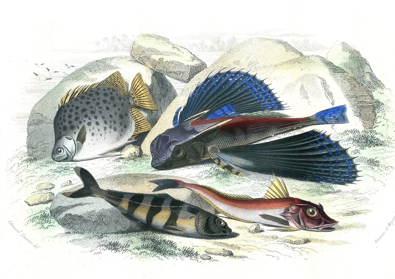 Dactyloptere pirapede (Dactylopterus pirapeda) pez volador, Chetodon argus (scatophagus argus), centronote pilote (echeneis naucrate), Trigle Lyre (Genicanthus Melanospilos) - Lámina extraída de Histoire Naturelle de Bernard Germain de Lacepede (1856-192 de French School