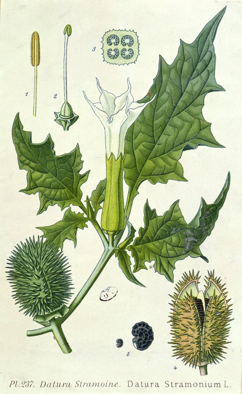 Datura stramonium, lámina botánica de French School