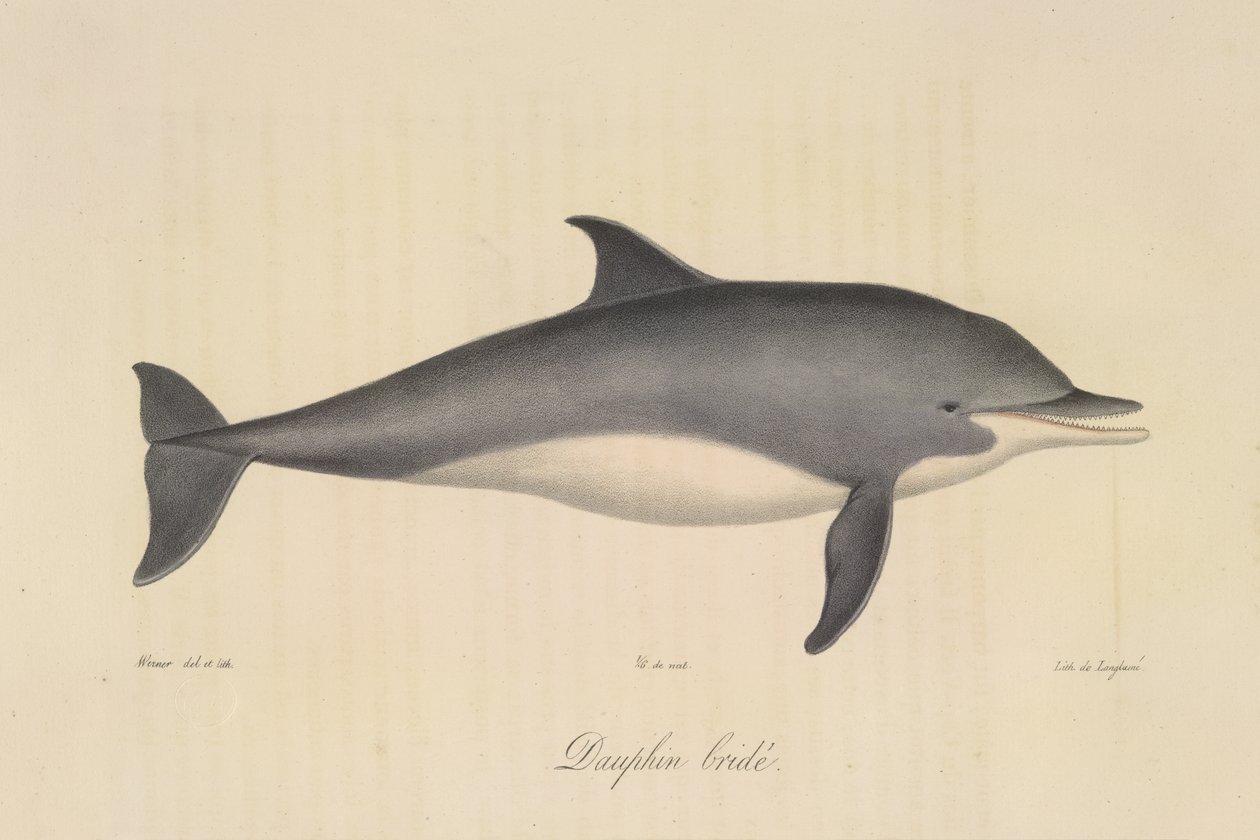 Delfín embridado, de Historia natural de los mamíferos (litografia en color) de French School