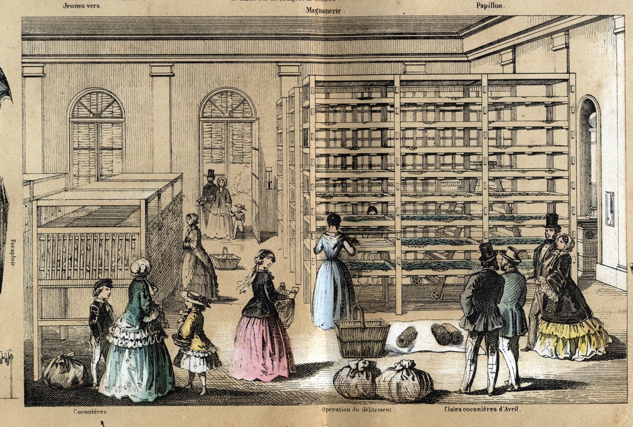 Descripción de la cultura y productos de seda: en el centro la magnanería con las diversas etapas de la sericicultura. Placa 