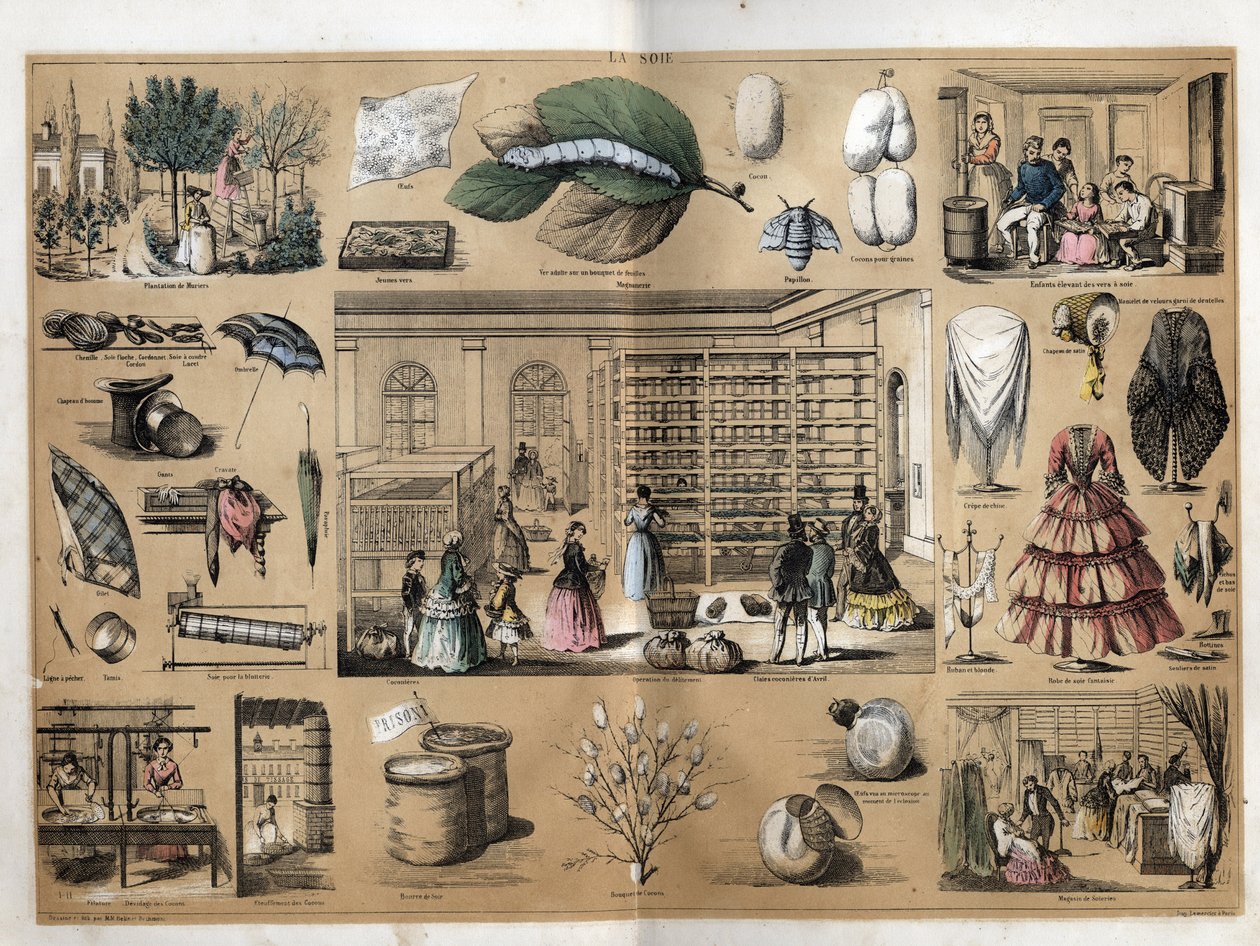 Descripción de la cultura y productos de seda: en el centro el imán y la sericicultura. Representación de la fabricación de seda desde la plantación de los muros, la cría de gusanos de seda, el trabajo del hilado y las tiendas de seda. en "la soie" en "les de French School