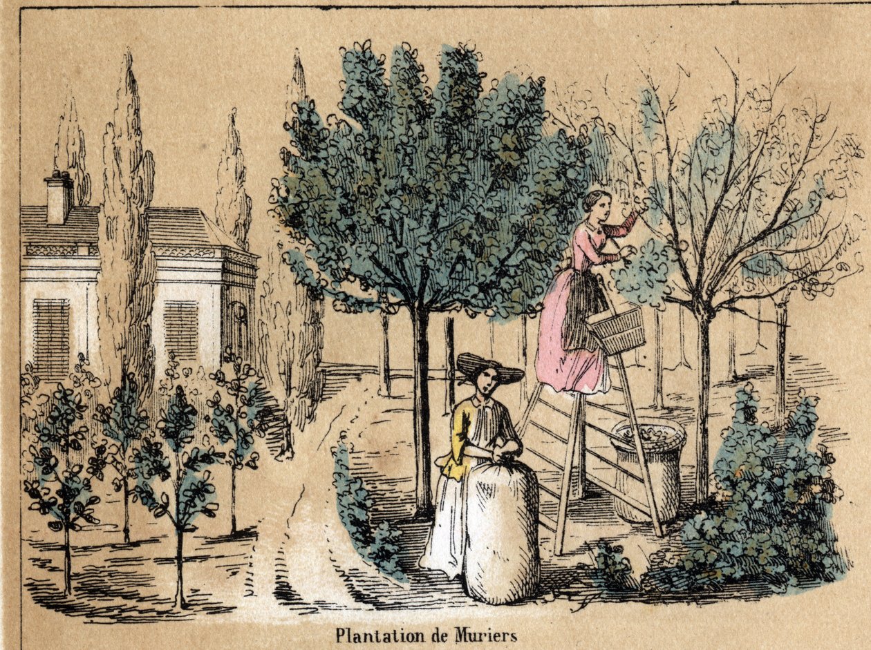 Descripción de la cosecha y productos de la seda: plantación de moreras. Placa “la soie” en “les Recreations instructives” Pintura sinóptica de Jules Delbruck, grabado de 1860. de French School