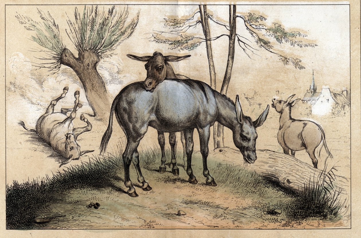 Descripción de los diferentes productos y usos del burro: dos burros en uno. (detalle) en "Les Recreations instructives" pintura sinóptica de Jules DELBRUCK, grabado de 1860. Colección privada. de French School