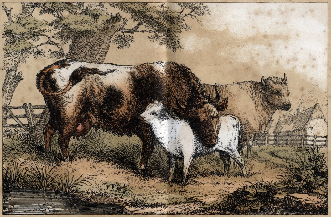 Descripción de los diversos productos y usos de la vaca: vaca, ternero en un prado. Placa “La vaca y sus productos” en “Les Recreations instructives” pintura sinóptica de Jules Delbruck, grabado de 1860. Colección privada de French School