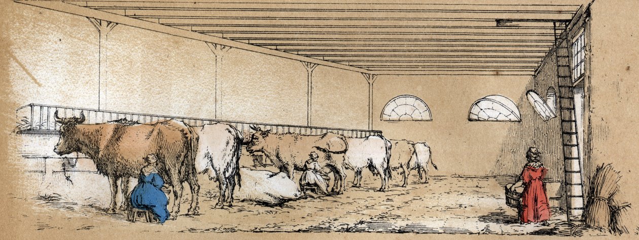 Descripción de los diversos productos y usos de la vaca: ordeño y producción de leche de vaca, visto desde un establo. Placa “La vaca y sus productos” en “Las recreaciones instructivas” Pintura sinóptica de Jules DELBRUCK, grabado de 1860. Colección priv de French School