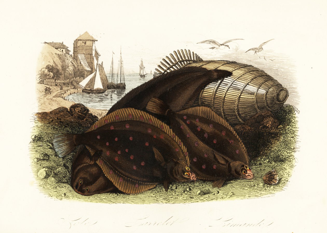 Lenguado de Dover, Solea solea, platija europea, Pleuronectes platessa, y solla común, Limanda limanda, en una playa con una trampa para peces, barcos de pesca en el fondo de French School